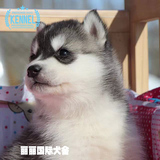 出售赛级西伯利亚雪橇犬宠物狗 纯种哈士奇犬幼犬活体狗狗包邮