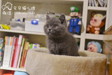 cfa英短蓝猫  纯种猫咪 宠物猫活体 幼猫出售 英国短毛猫家庭猫舍