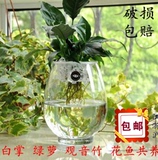 恐龙蛋绿萝水培玻璃花瓶透明花盆大号富贵竹瓶子水养植物花卉器皿