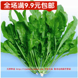 天津种业-荠荠菜种子-山野菜-保健蔬菜种子-清凉解热-9.9元包邮