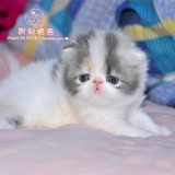 【凯利猫】CFA注册异国短毛猫 纯种加菲猫宠物 浅三花高白长毛母