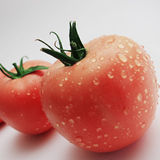 【燎原特惠】新鲜粉 西红柿 绿色种植绿色无公害蔬菜新鲜青菜顺丰