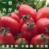 云南新鲜水果西红柿 樱桃小番茄 小西红柿 千禧圣女果6斤包邮装