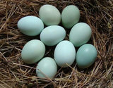 乌鸡蛋 礼盒装50枚 新鲜鸡蛋 绿壳土鸡蛋 农家散养 武汉满百包邮