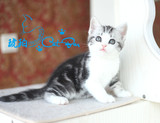 【琥珀】cfa赛级美国短毛猫 美短银虎斑加白 MM母 宠物 有视频