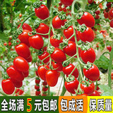 蔬菜种子 樱桃番茄种子 红圣女果番茄种子 小西红柿种子 水果种子