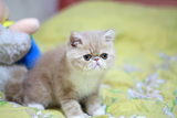 赛级CFA 宠物 纯种加菲猫 加菲  异国短毛猫 乳白 活体幼猫 家养