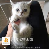 臭肉家 英喆 银渐层弟弟 2015-3-16出生 精品银渐层 猫咪