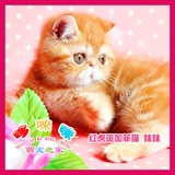 【已定-有视频】电影版红虎斑大脸加菲猫宠物活体纯种家养幼猫
