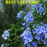 蓝雪花苗盆栽 多年生花开不断 蓝色 庭院阳台植物包邮 攀援花卉