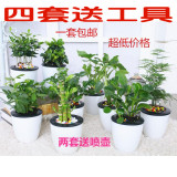 绿萝发财树带盆栽好绿植小盆栽花卉水培植物室内办公室客厅小盆景