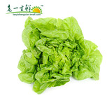 【老一生鲜】 新鲜奶油生菜  西餐蔬菜 沙拉250g