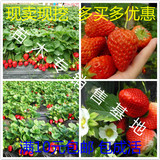 四季草莓苗大量批发 盆栽草莓苗 奶油草莓 红颜草霉等包邮 包成活