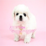 i2出售纯种北京京巴幼犬赛级宫廷犬超可爱长不大雪白的宠物狗狗