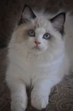 Diamondkitty波斯系布偶猫种公赛级完美海豹双色公超长毛秒杀展示