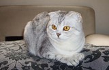 芳芳纯种名猫银白双色/苏格兰折耳猫/银虎斑高白立耳mao