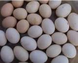 正宗柴鸡 土鸡 三黄鸡 种蛋 50枚起售。