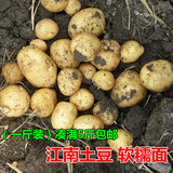 新鲜农家自种小土豆 黄心洋芋 现挖露天种植迷你马铃薯