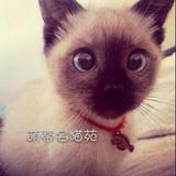 【沈阳萌蒂名猫】 现猫活体宠物 泰国暹罗猫 海豹重点色3月妹妹M