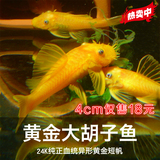 异型清道夫蓝眼胡子大帆24k黄金大胡子观赏鱼工具鱼热带鱼