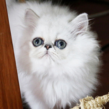 艾薇拉名猫CFA赛级银色波斯猫，金吉拉猫弟弟