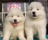 宠物狗狗 萨摩耶幼犬出售 纯种萨摩耶犬 活体家养 赛级微笑天使狗