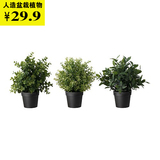 IKEA 宜家上海宜家家居代购IKEA菲卡 人造盆栽植物草仿真植物盆景
