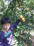 满10斤包邮 湖南郴州宜章特产2015农家自种冰糖橙
