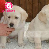 拉布拉多双血统赛级幼犬出售，可上门挑选北京及北京周边可以送货