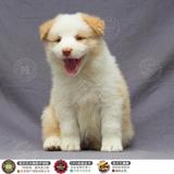 边境牧羊犬幼犬 边牧幼犬 双血统赛级纯种牧羊犬 13916226746