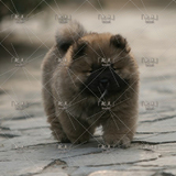 「起点」出售纯种活体ChowChow松狮幼犬宠物狗狗黑奶白棕色№红08