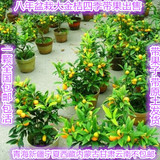 室内盆栽绿植花卉植物金桔盆栽观赏 金橘盆景 柑桔盆景 橘子树苗