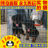 上海罗威纳犬舍直销宠物狗纯种罗威那犬短毛狗大型狗活体幼犬猛犬