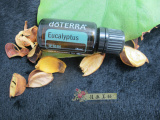 现货doTERRA多特瑞单方精油Eucalyptus Radiata 尤加利树 15ml