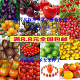 蔬菜小西红柿番茄圣女果种子 樱桃番茄 家庭盆栽水果 阳台种菜