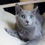 WCF血统 纯种俄罗斯蓝猫种母成长展示（非卖）Eva Green