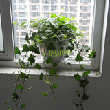 常春藤盆栽 强效除甲醛净化空气植物 卧室花卉绿植办公室绿化