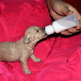 宠物奶瓶小狗小猫奶瓶 喂奶器 幼犬幼猫必备奶壶喂奶喂药单个奶瓶