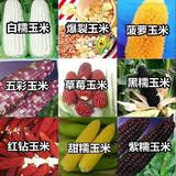 蔬菜种子四季种 玉米种子 菠萝/水果/草莓玉米 甜/黑/糯玉米批发