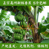 正宗茂名特产 高州新鲜香蕉水果 无催熟剂青香蕉 无保鲜剂香蕉
