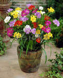 包邮香雪兰 套装 室内有氧盆栽植物花卉 别名小苍兰 当年开花球