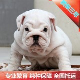 纯种英国斗牛犬宠物狗幼犬出售血统终身防疫保障北京犬舍免费送货