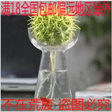 水培植物桌面盆栽水培仙人球套装 带盆防辐射净化空气多肉仙人球