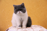 15年新生CFA血统异国短毛猫加菲猫蓝白梵小种母