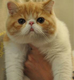 纯种异国短毛猫 加菲猫DDMM 幼猫宝宝 保证品相 保证健康