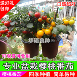 矮生盆栽樱桃番茄种子红黄圣女果阳台水果 蔬菜种子春播四季春季
