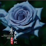 庭院盆栽 进口花卉 日本最新玫瑰苗-蓝色玫瑰花苗-纯蓝 当年开花