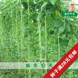 豇豆种子【农科院丰产二号豆角】25粒广州2-9月适播优质高产