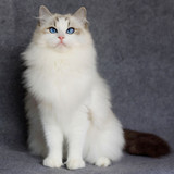 CFA纯种美国布偶猫 带繁育权蓝山猫双色布偶 MM 母猫幼猫宠物
