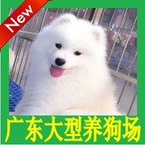 宠物狗萨摩幼犬出售 纯种萨摩幼犬幼崽 狗活体大型犬宠物狗澳版